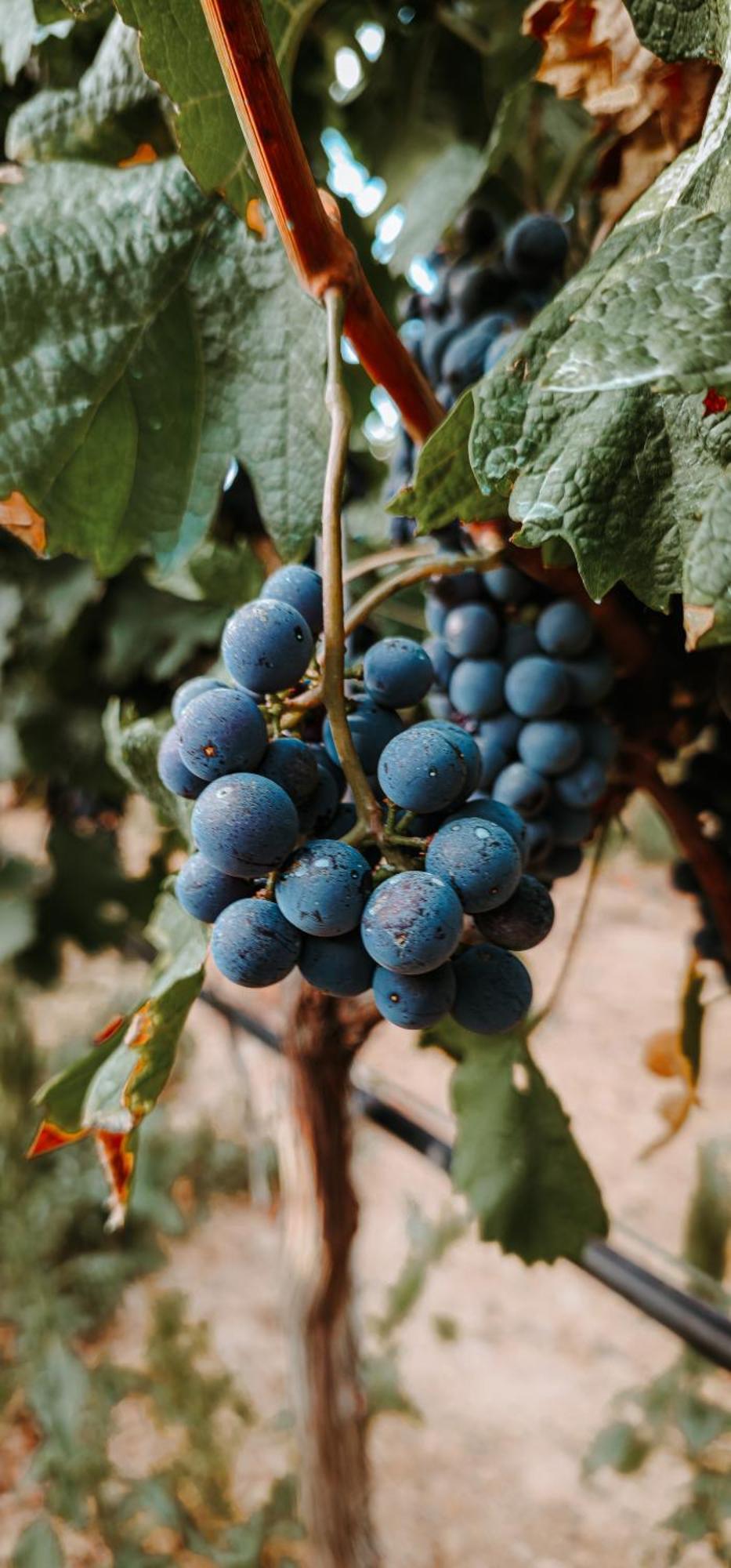 Finca Es Cabas سانتا ماريا ديل كامي المظهر الخارجي الصورة