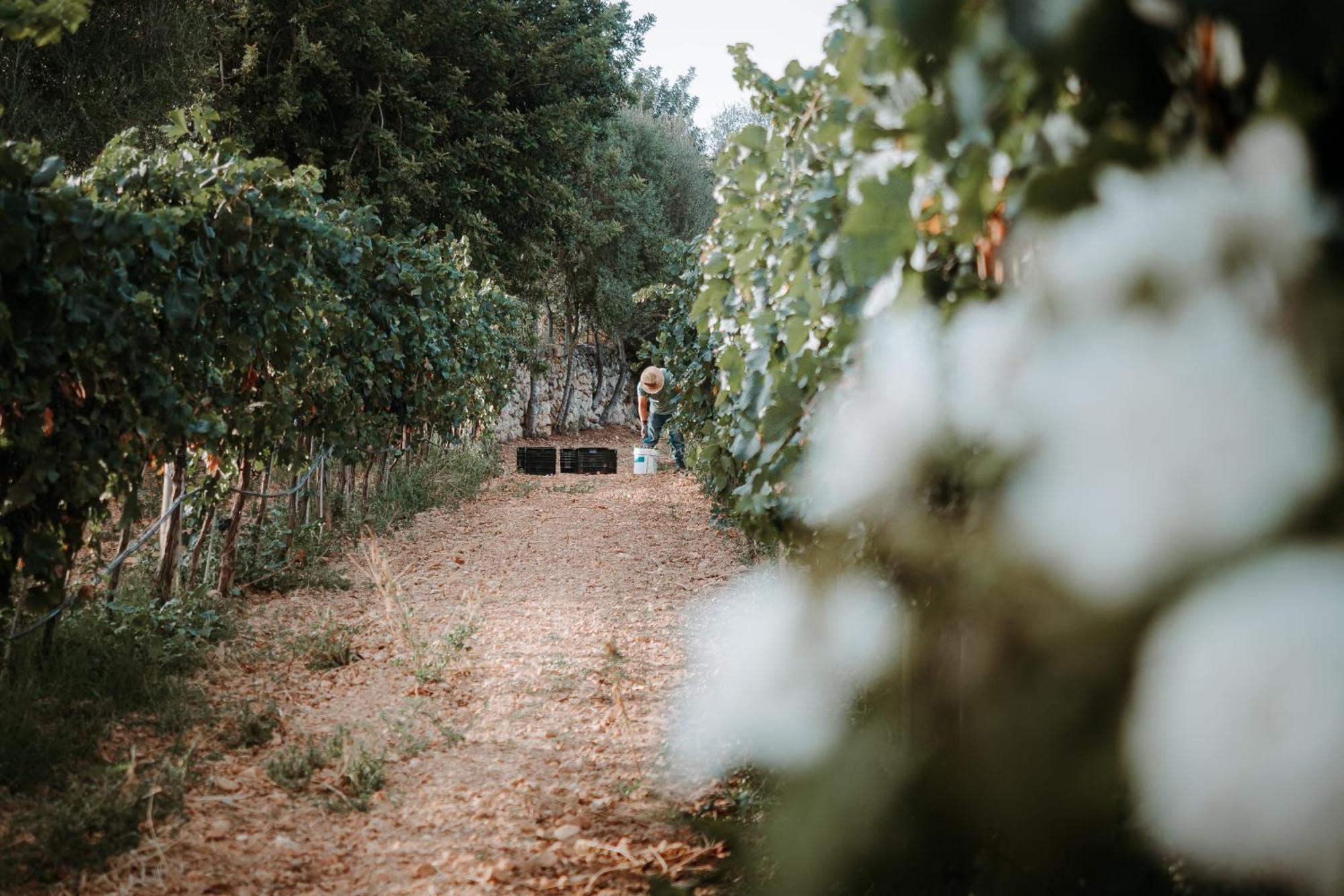 Finca Es Cabas سانتا ماريا ديل كامي المظهر الخارجي الصورة
