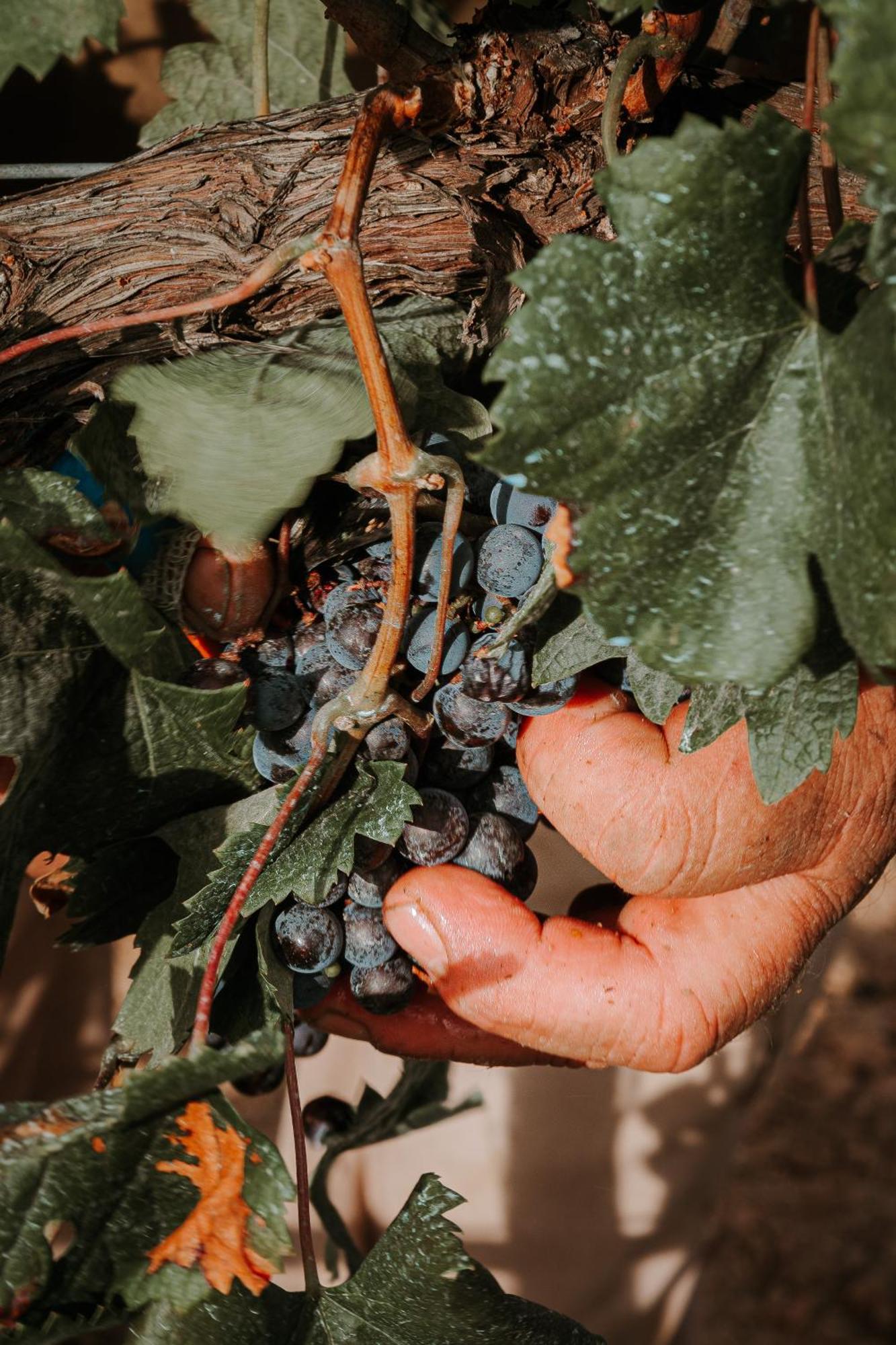 Finca Es Cabas سانتا ماريا ديل كامي المظهر الخارجي الصورة