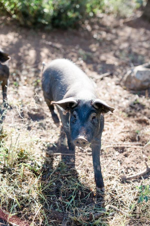 Finca Es Cabas سانتا ماريا ديل كامي المظهر الخارجي الصورة