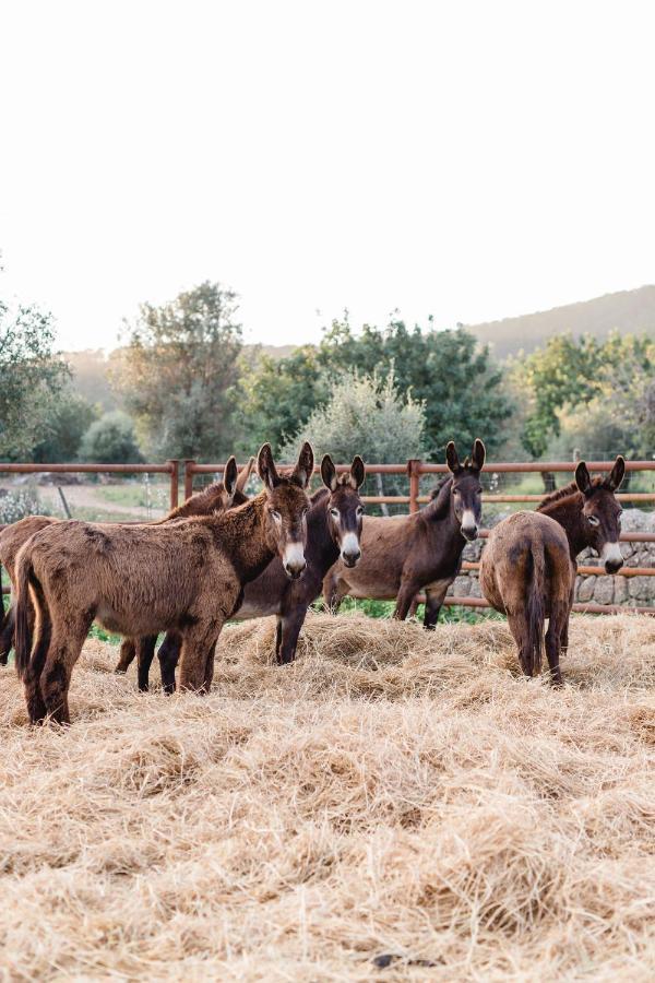 Finca Es Cabas سانتا ماريا ديل كامي المظهر الخارجي الصورة